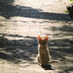 Meet your Posher, Aisha